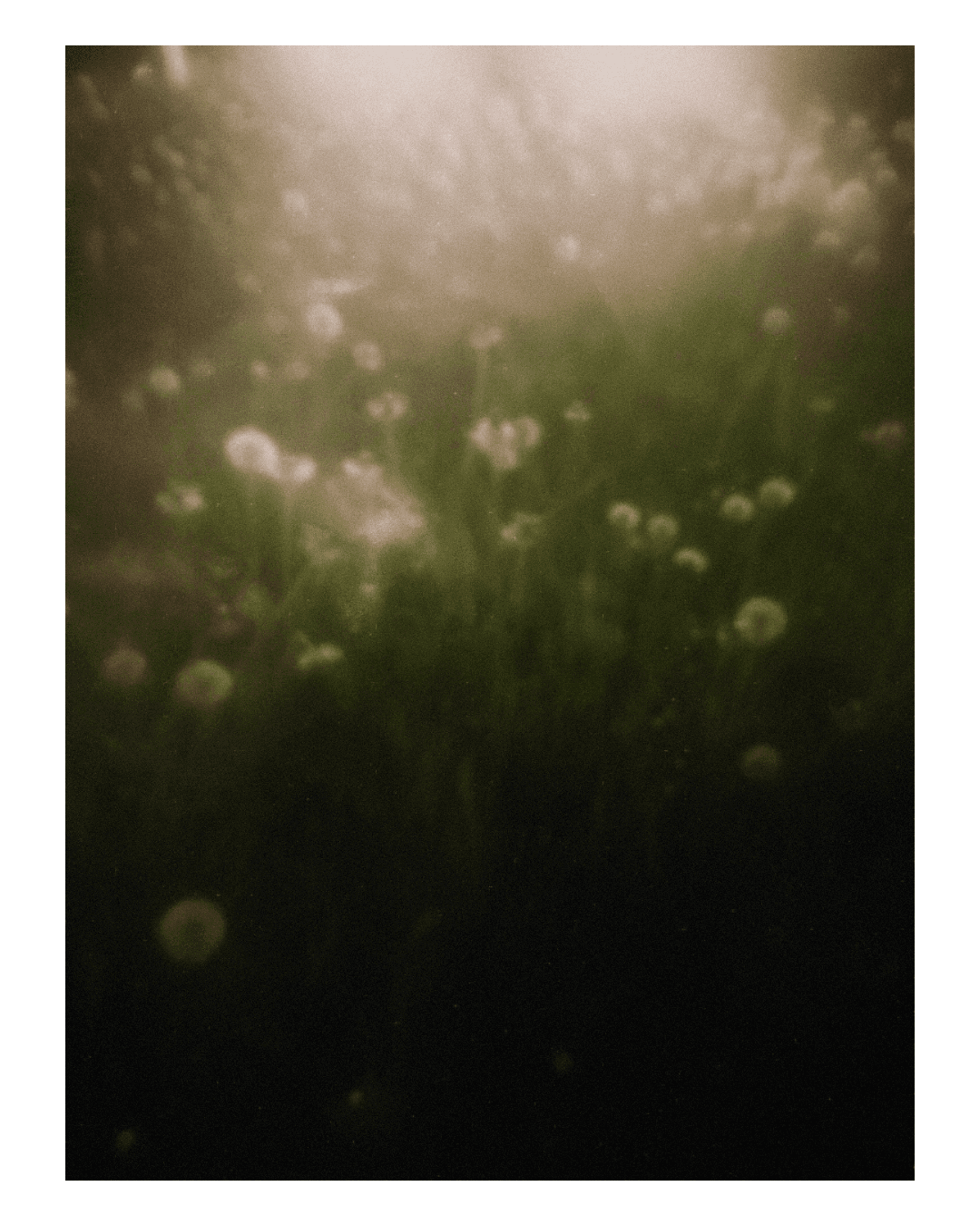 Collection Where oil and light meet.png