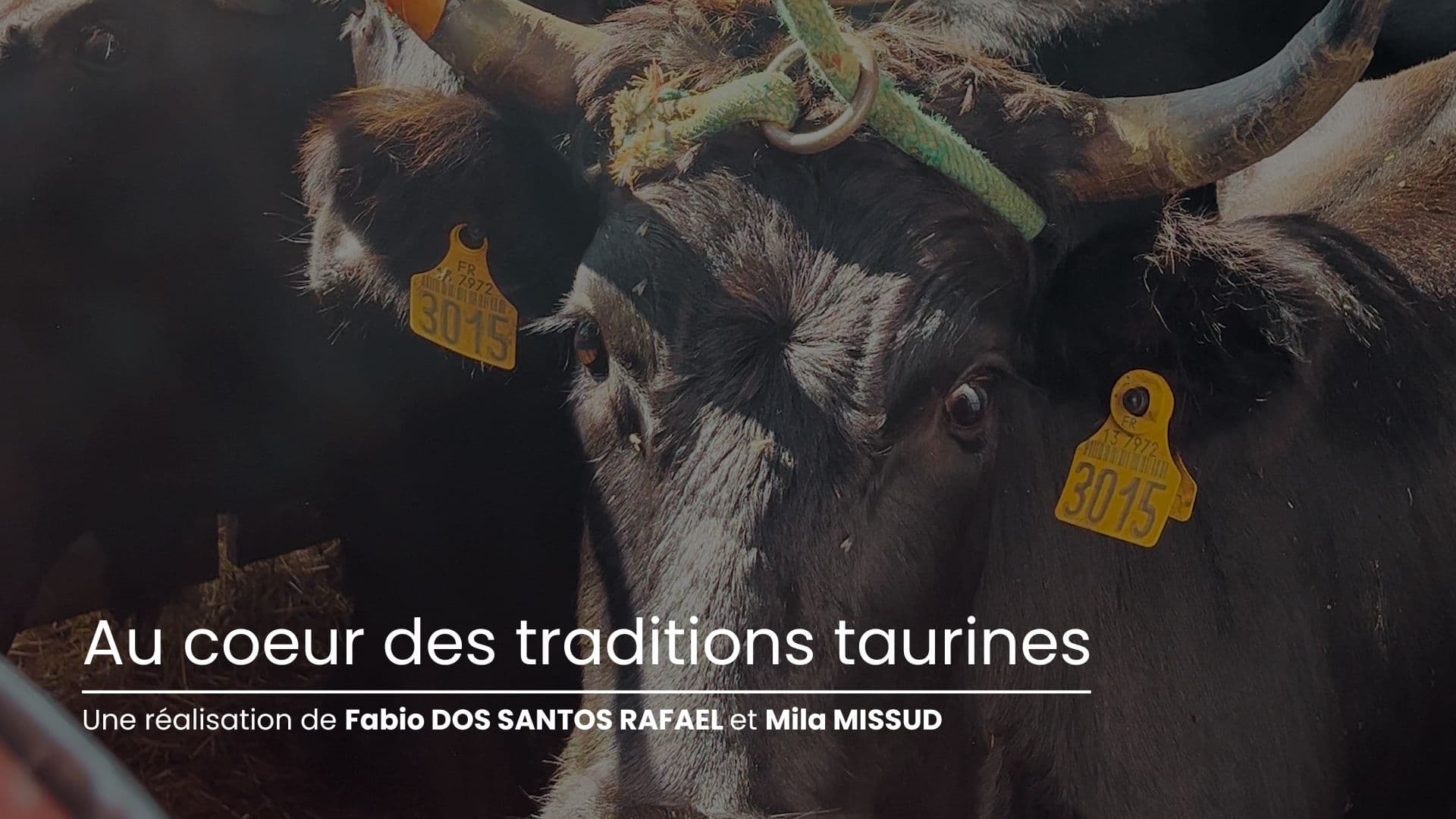 Au coeur des traditions taurines