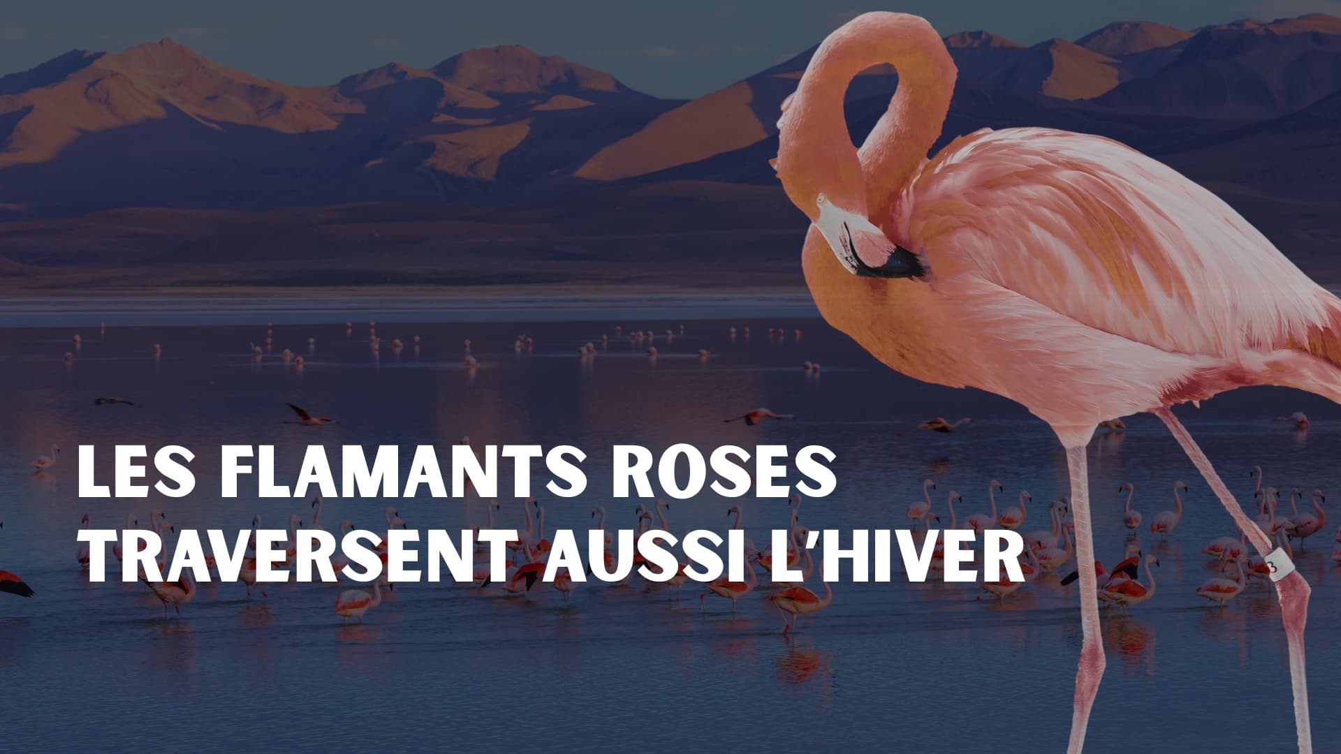Les flamants roses traversent aussi l’hiver