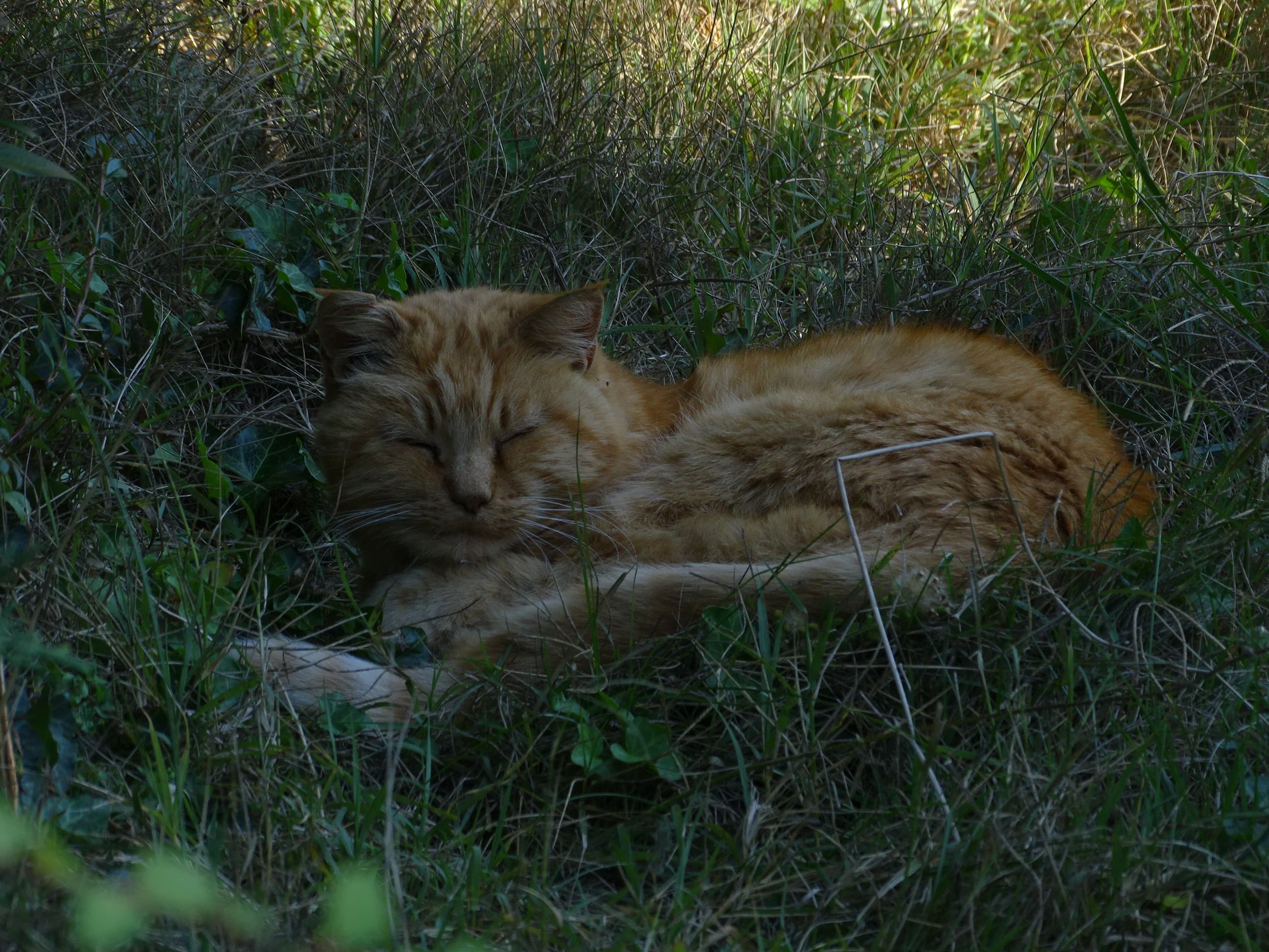 DSC01374.JPG