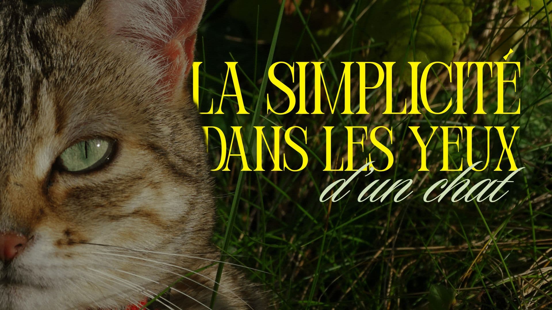 La simplicité dans les yeux d'un chat