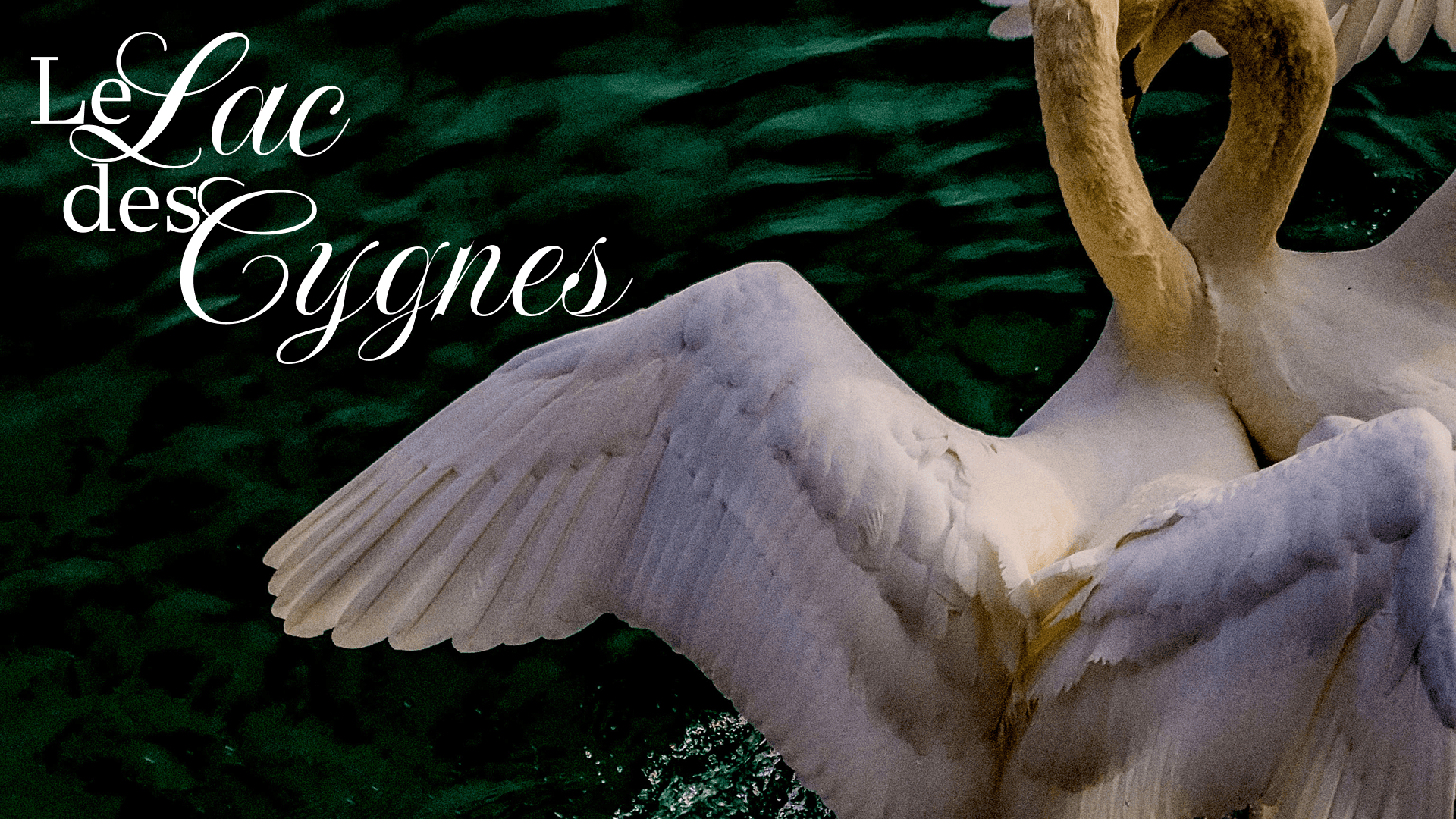 Le Lac des Cygnes